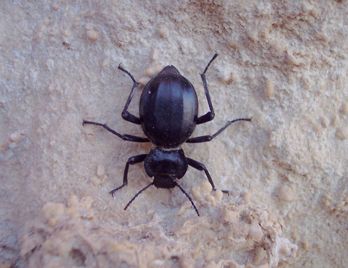 Akis spinosa (Tenebrionidae)... cio, trilineata